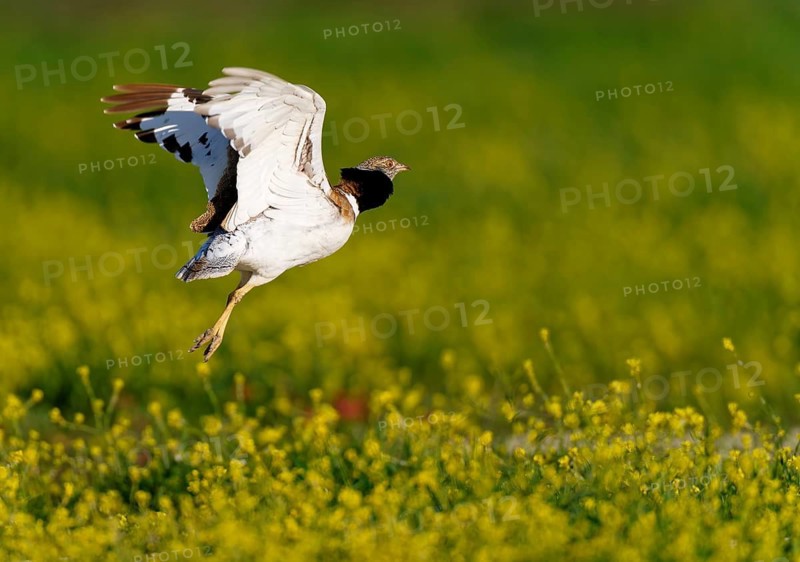 Little Bustard (Tetrax tetrax), taking flight from its courtship display site amidst a stand of Sharp-seeded Diplotaxis (Diplotaxis virgata), Aragon, Spain