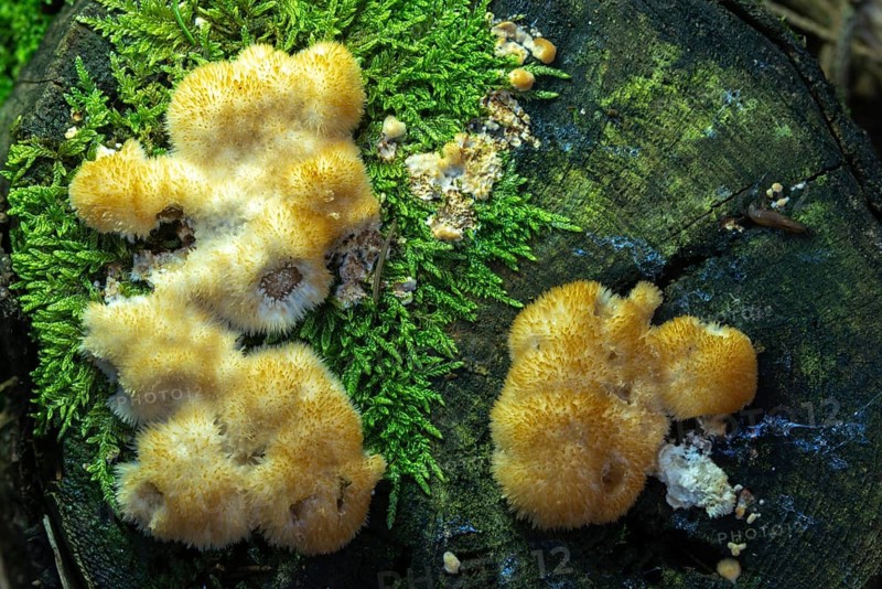 Belly mushroom flour duster, yellow-brown upholstery mushroom, oligoporus ptychogaster, upholstery mushroom, postia ptychogaster, ptychogaster pulverulentus, Tyromyces ptychogaster, white upholstery mushroom, white upholstery sponge, fungi, mushrooms, powderpuff bracket
