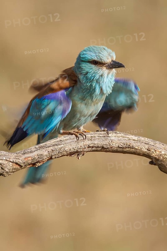European Roller (Coracias garrulus), shaking the feathers, Castile-La Mancha