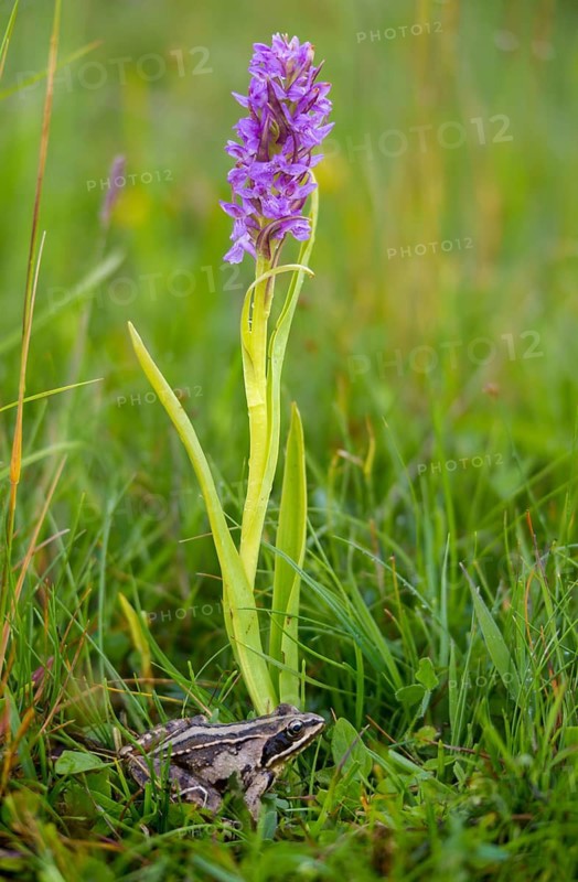 Dactylorhiza incarnata, flesh-colored orchid, moor frog, orchidaceae, orchids, orchid plants, rana arvalis, stiff-leaved orchid, amphibians, early march orchid, flora, frog, frog, frogs, high size, portrait format, amphibians, plants, plants, plants