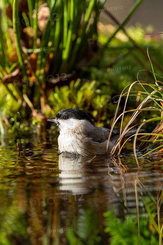 A bird sits quietly in the water of a pond, surrounded by green plants and reeds, a willow tit (Parus montanus) having a bath, wildlife, animals, birds, Baden-Württemberg, Germany