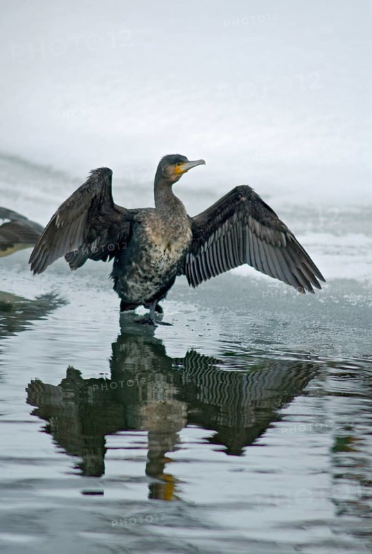 Black shag, cormorant, phalacrocorax carbo, birds, plumage care, high size, portrait, pelecaniforms, preening, ropedes, birds, waterbirds, waterbirds, winter