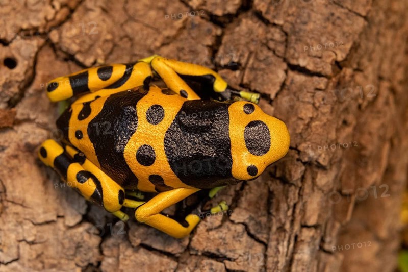 A yellow and black-spotted frog sitting on rough tree bark: Yellow-banded poison dart frog (Dendrobates leucomelas), adult, close-up, viewed from above, terrarium