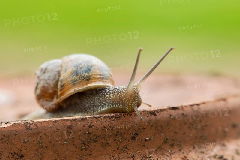 Garden snail (Cornu aspersum) adult mollusca on a garden plant pot in summer, Suffolk, England, United Kingdom