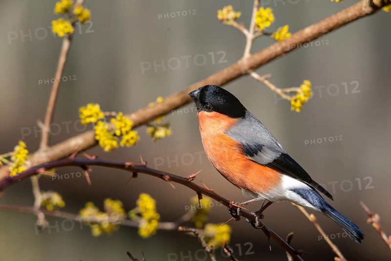 Bullfinch, Bullfinch, Pyrrhula Pyrrhula, Birds, Bullfinch, Male, Passeri, Songbirds, Birds