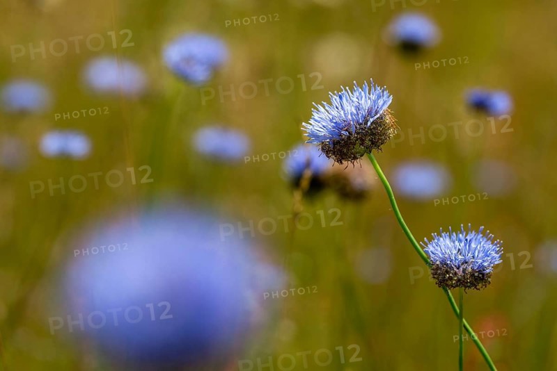 Mountain sandrapunzel, mountain clove, mountain sandbell, campanulaceae, bellflower plant, jasione montana, sand knobs, sheep scabiosis, blue bonnets, blue buttons, blue daisy, flora, iron flower, plants, sheep's-bit
