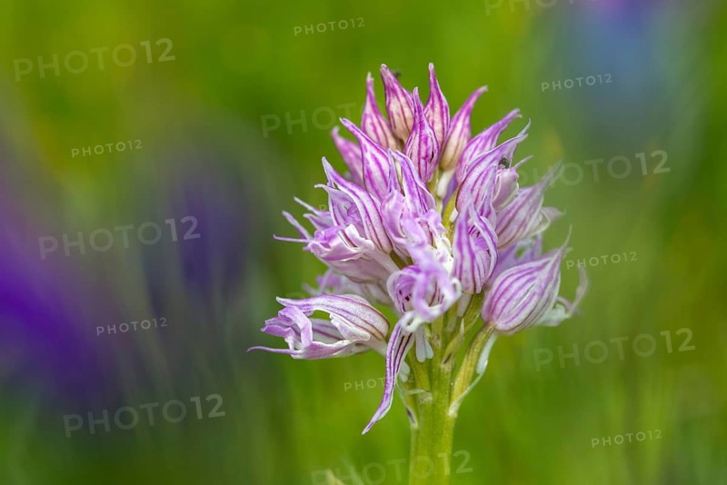 Granelli, Italian Orchid, Italian Orchid, Italy, Orchids, Orchis Italica, Pantani Cuba and Longarini, Migratory Bird Sanctuary, Pantani Cuba & Longarini Migratory Bird Sanctuary, Flora, Italy, Naked Man Orchid, Plants, Sicily, Foundation for Biodiversity
