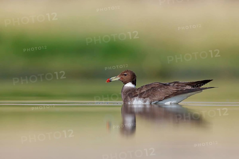 Hemprich's Gull, (Ichthyaetus hemprichii), (Larus hemprichii), Fish Eagle Gull Salalah, Raysut, Dhofar, Oman