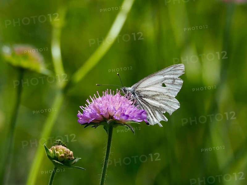 A butterfly, the black-veined white (Aporia crataegi), is perched on a purple flower in a green meadow, Goms, Canton of Valais, Switzerland