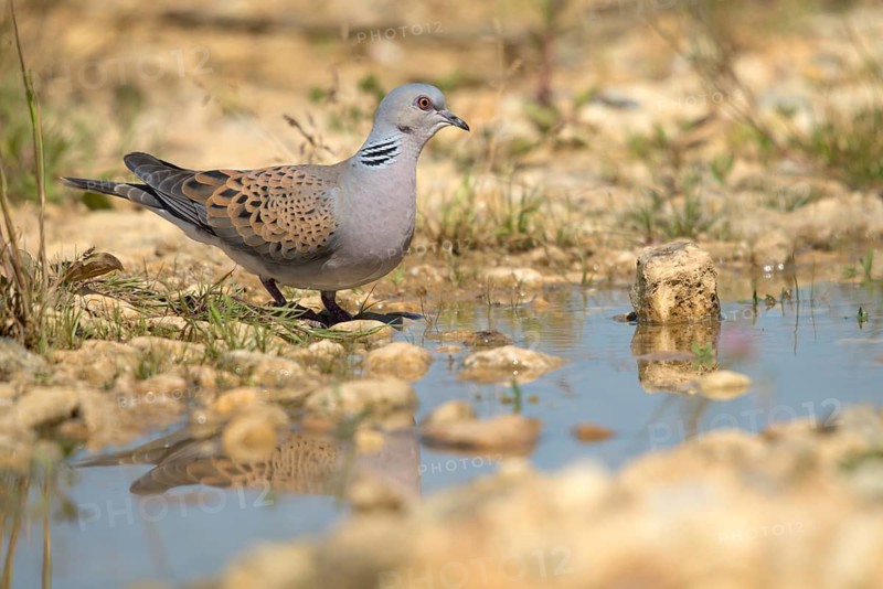 Streptopelia Turtur, Turtle Dove, Bath, Bathe, Bird Bath, Birds, Columbidae, Doves, Doves, Potions, Birdbath, Birds, Watering Place