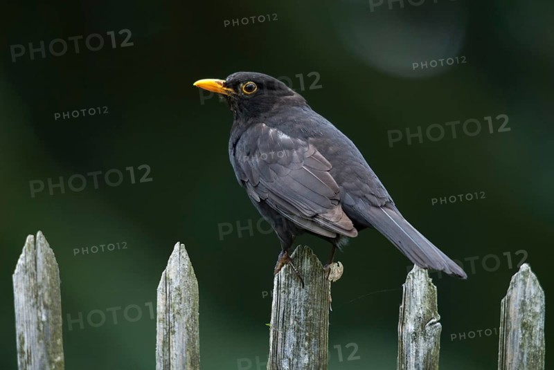 Blackbird, Turdus Merula, Birds, Garden, Garden Fence, Garden Fence, Male, Passeri, Songbirds, Thrush, Birds