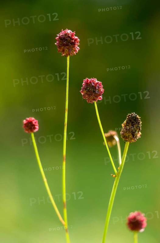 Large meadow button, rosaceae, rose family, sanguisorba officinalis, meadow button, flora, great burnet, high size, vertical format, plants, plants