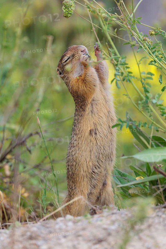 A fully grown European ground squirrel (Spermophilus citellus) eats seats, leaves and flowers in a green meadow with tall vegetation on a sunny day. Austria