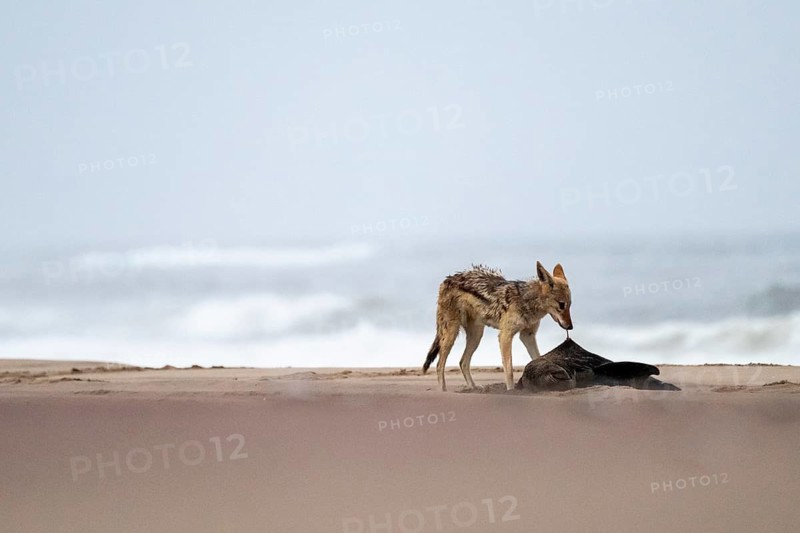 Black-backed jackal (Canis mesomelas) feeding on a dead seal on the beach, Atlantic coast, Namib Naukluft Park, Namib Desert, Namibia