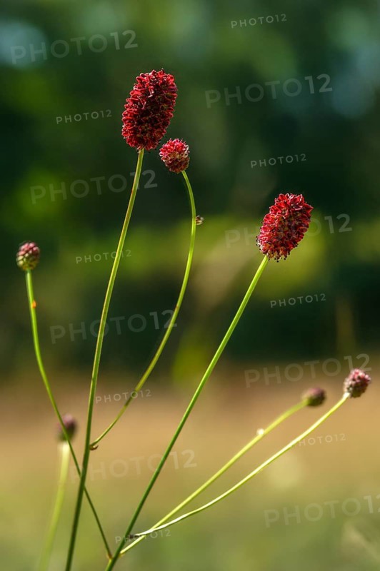 Large meadow button, rosaceae, rose family, sanguisorba officinalis, meadow button, flora, high size, vertical format, plants