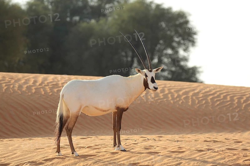 An oryx stands in a sandy desert landscape with scattered trees in the background, an Arabian oryx (Oryx leucoryx) in the desert, Dubai, United Arab Emirates