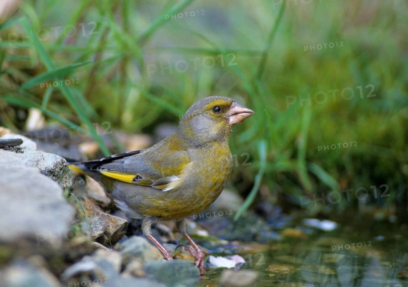 Carduelis chloris, chloris chloris, greenfinch, greenfinch, greenfinch, birds, male, passeri, songbirds, birds