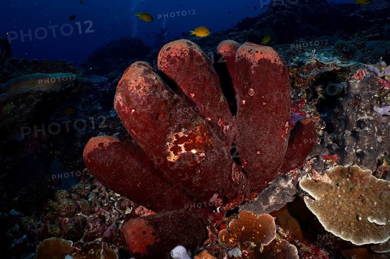 Brown tube sponge (Porifera) on the seabed, surrounded by corals, Toyapakeh dive site, Nusa Ceningan, Nusa Penida, Bali, Indonesia