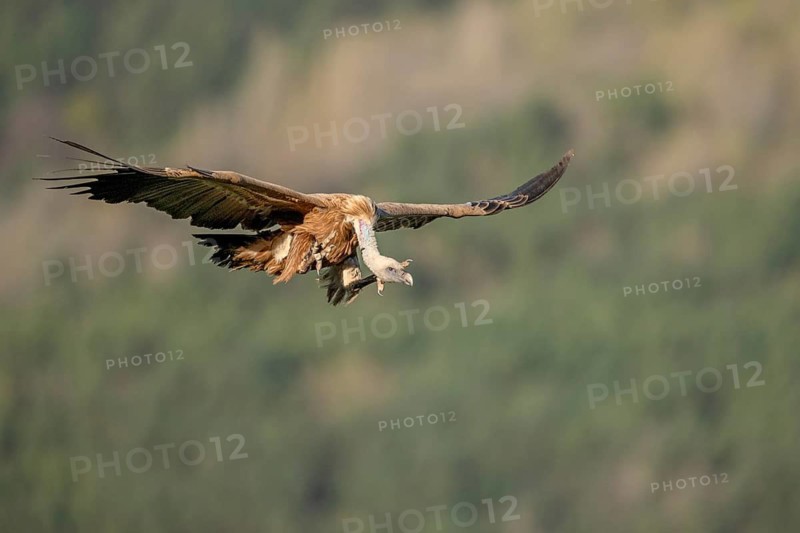 Griffon vulture (Gyps fulvus), approaching, Pyrenees, Spain