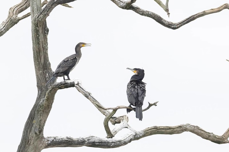 Great cormorant (Phalacrocorax carbo) two adult birds in a tree, England, United Kingdom