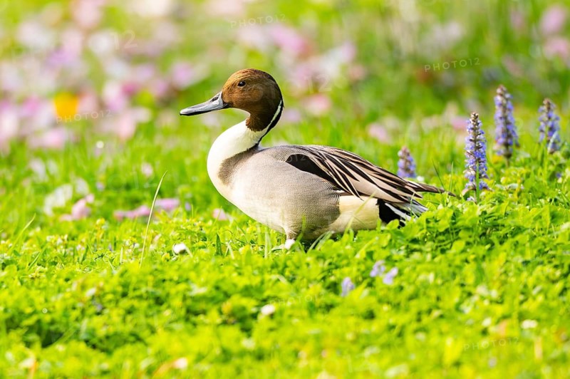 Northern pintail (Anas acuta) male in a colorful meadow in spring, Bavaria, Germany