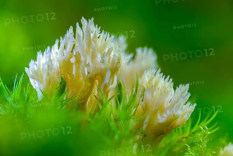 Clavulina coralloides, Clavulina cristata, antler-shaped coral, comb-shaped coral, comb-shaped club mushroom, worsted coral, Ramaria cristata, goatbeard, crested coral fungus, fungi, mushrooms, white coral fungus