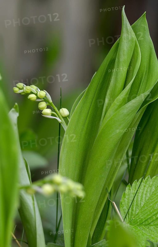 Convallaria majalis, Convallariaceae, Lily of the Valley, lily of the valley, lily of the valley, flora, spring, high size, portrait, plants, spring