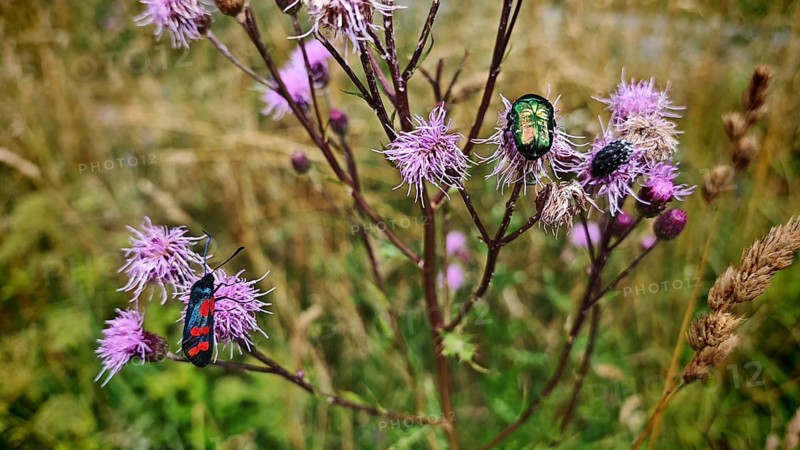 Biodiversity: various insects resting on the purple flowers of a thistle (Cirsium vulgare), the six-spot burnet (Zygaena filipendulae), golden rose chafer (Cetonia aurata) and the mourning rose chafer (Oxythyrea funesta) in a natural meadow landscape, Steinbach am Wald, Rennsteig, Frankenwald nature park Park, Upper Franconia