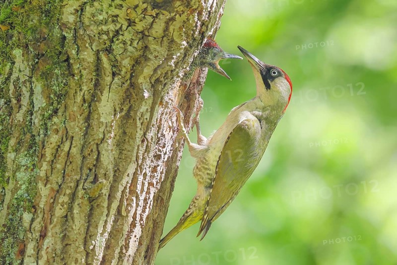 Green woodpecker (Picus viridis) female feeds young bird in breeding cavity in an old oak tree, wildlife, woodpeckers, woodpecker, nature photography, Neunkirchen, spring, Siegerland, North Rhine-Westphalia, Germany