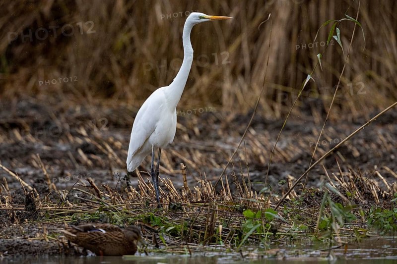 Great White Egret (Egretta alba) Germany
