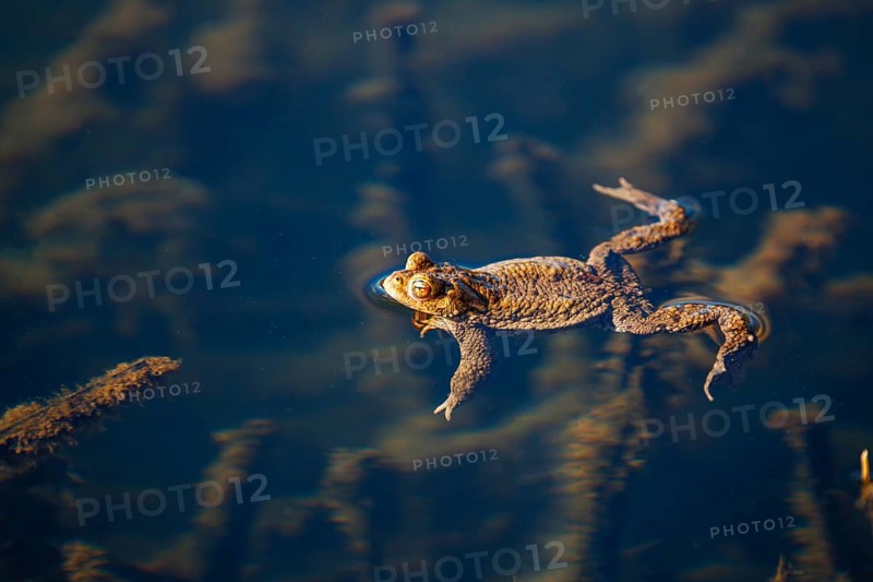 A solitary frog swims peacefully in the clear, blue water, common toad (Bufo bufo), spawning grounds, close-up, Hesse, Germany