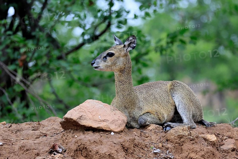 Transvaal rock hyrax (Oreotragus transvaalensis), adult, female, sitting, alert, Kruger National Park, South Africa