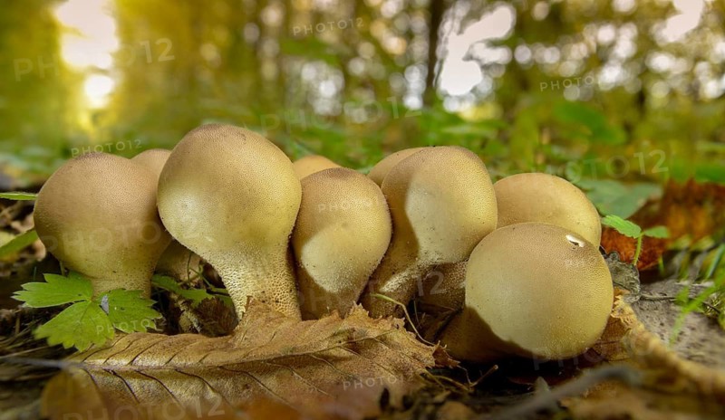 Apioperdone pyriforme, pear bovist, pear dusting, lycoperdone pyriforme, morganella pyriformis, fungi, pear-shaped puffball, mushrooms, stump puffball, y12