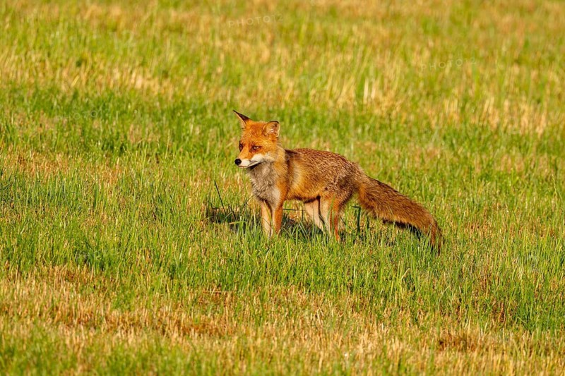 Red fox (Vulpes vulpes), Vulkaneifel, Rhineland-Palatinate, Germany