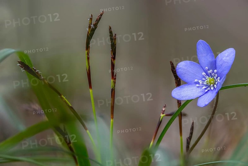 Carex digitata, common hepatica, cyperaceae, fingered sedge, finger harrow, buttercup family, hepatica nobilis, liverwort, ranunculaceae, sourgrass family, flora, liverwort, plants