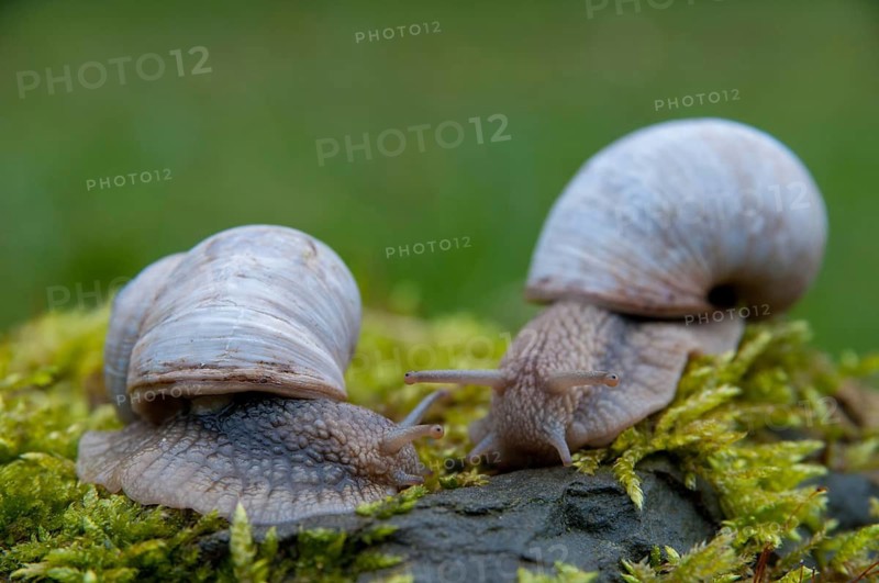 Burgundy snail, helix pomatia, roman snail, gastropod, mollusca, molluscs, snails, snails, molluscs