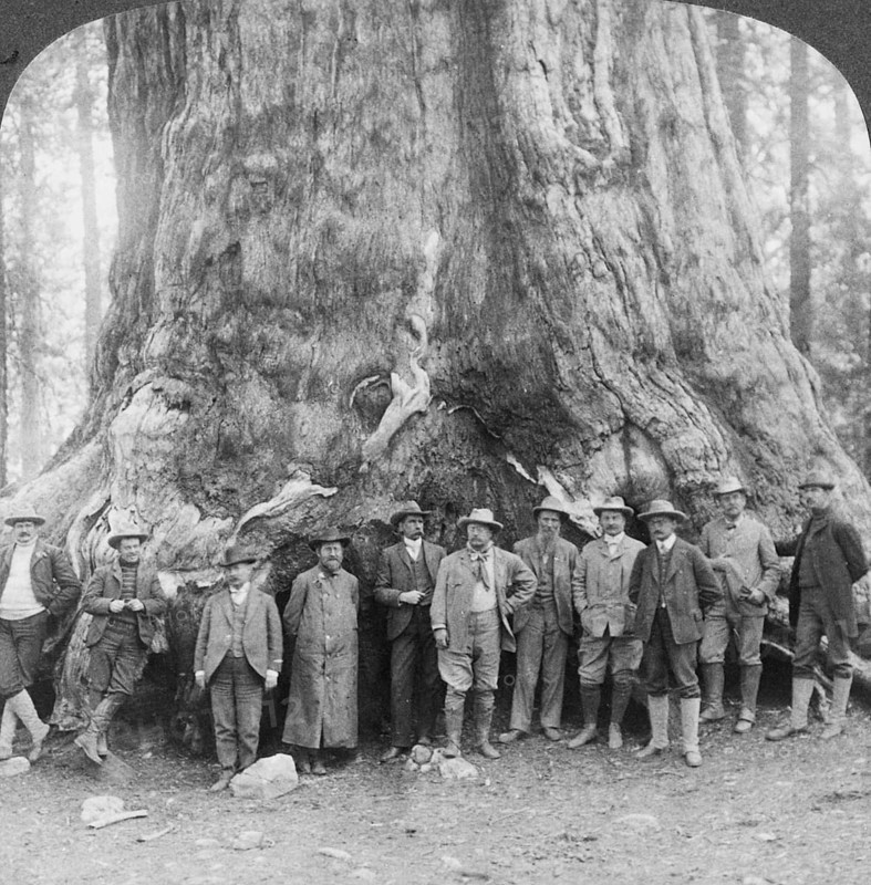 18 July 1903: US President Theodore Roosevelt poses in front of the ‘Grizzly Giant' sequoia, giant sequoia (Sequoiadendron giganteum), historic, Mariposa Grove, Yosemite National Park, California, USA