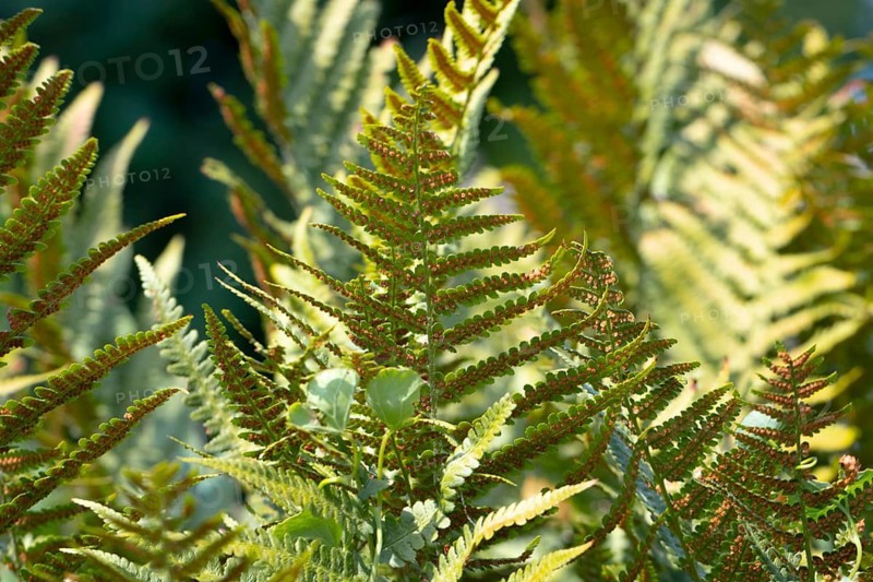 Close-up of sunlit fern fronds (Pteridophyta) showing detailed leaf structures, Ternitz, Lower Austria, Austria