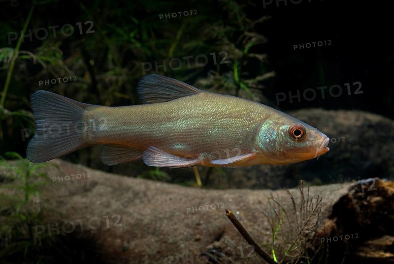 Schleie, Tench, Tinca Tinca, Doctor Fish, Fishes, Pisces
