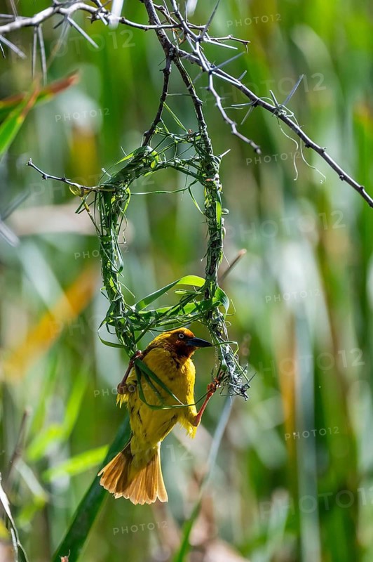 Cape Weaver (Ploceus capensis) building a nest, male building a new nest, Addo Elephant Park, South Africa