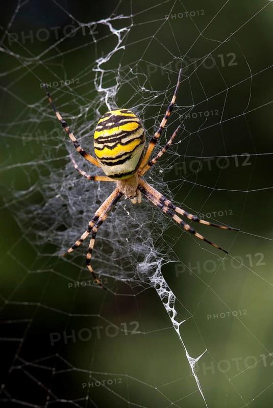 Argiope brünnichi, arachnids, tiger spider, wasp spider, arthropod, high size, portrait format, leo, spiders, wasp spider, zebra spider