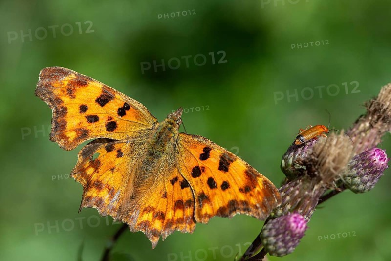 C-butterfly, comma butterfly, nymphalis c-album, polygonia c-album, butterfly, insects, butterfly, butterflies