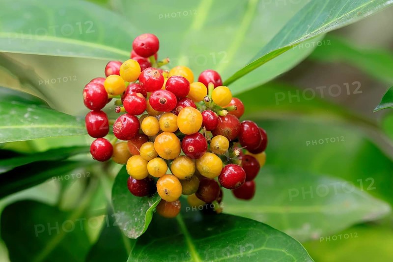 Psychotria capensis, Cape Rowan berry, fruits, ripe, unripe, shrub, Kirstenbosch Botanical Garden, Cape Town, South Africa