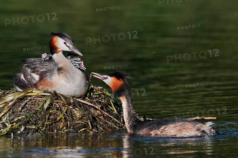 A great crested grebe (Podiceps cristatus) feeding its chicks in the nest, North Rhine-Westphalia, Germany