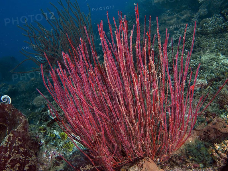 Red-coloured corals, shrub gorgonians, and Ellisella ceratophyta on the seabed teeming with marine life, at the Spice Reef dive site, Penyapangan, Bali, Indonesia