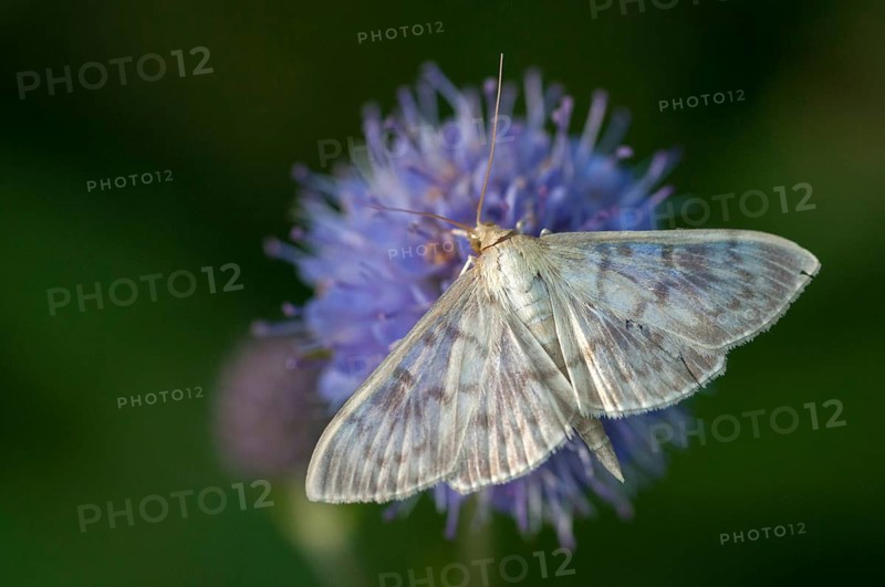 Mother of pearl, stingworm, patania ruralis, pleuroptya ruralis, butterfly, insects, moths, moths, moths, butterfly