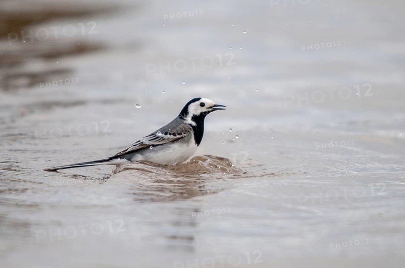 Wagtail, Motacilla Alba, White Wagtail, Bath, Birds, Passeri, Songbirds, Birds