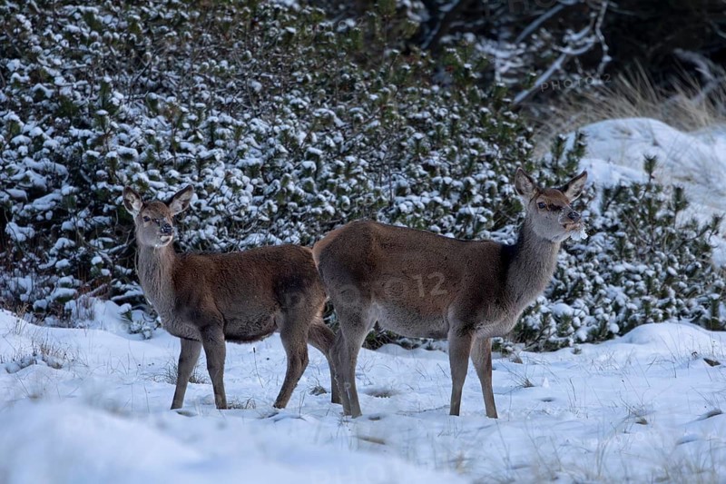A red deer (Cervus elaphus) and its fawn search for food beneath the snow, winter, snow, cold, hard times, winter landscape, January, Denmark