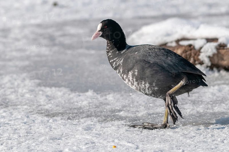 Eurasian Coot coot, fulica atra, birds, coot rail, gruiformes, cranes, leucism, rails, railings, rallidae, snow, birds, waterbirds, waterbirds, winter