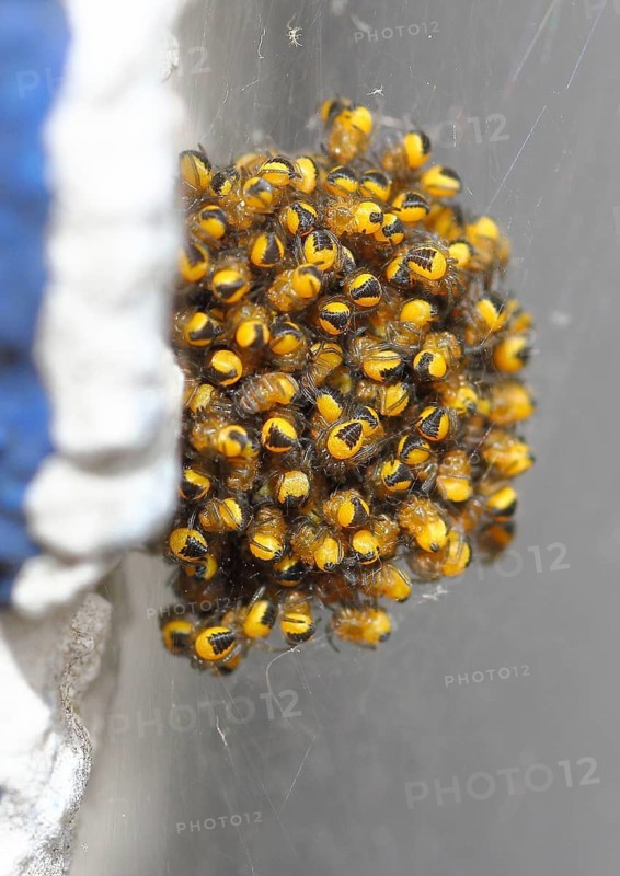 Garden cross spider, garden cross spider, garden cross spiders (Araneus diadematus), young animals in a cocoon, on a house wall, North Rhine-Westphalia, Germany